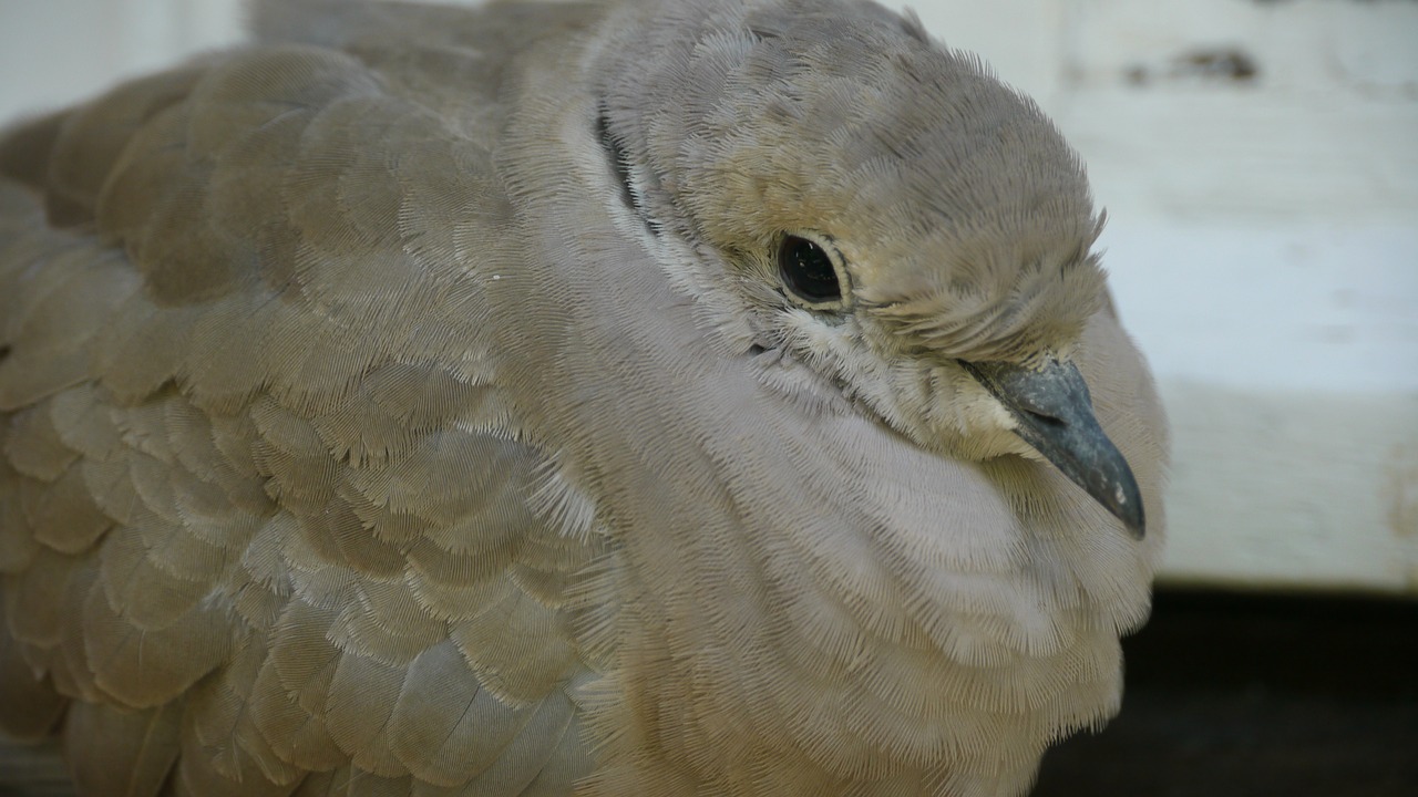 dove bird animals free photo