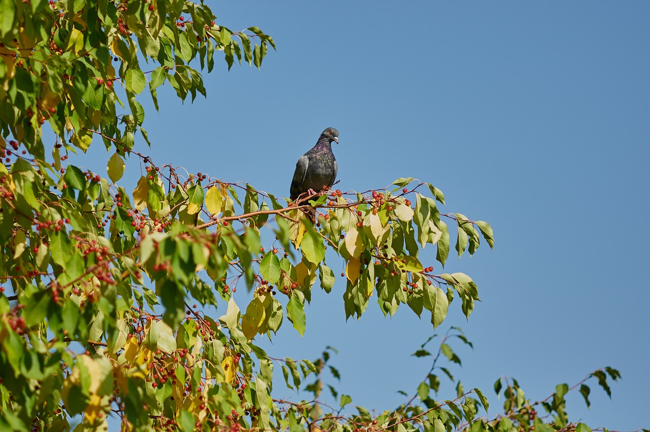 dove autumn park free photo