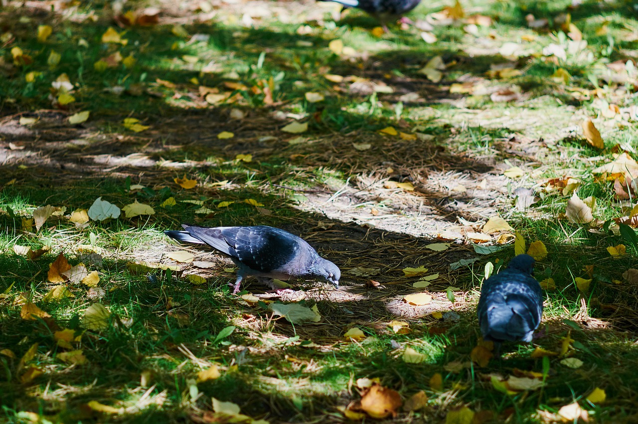 dove autumn park free photo