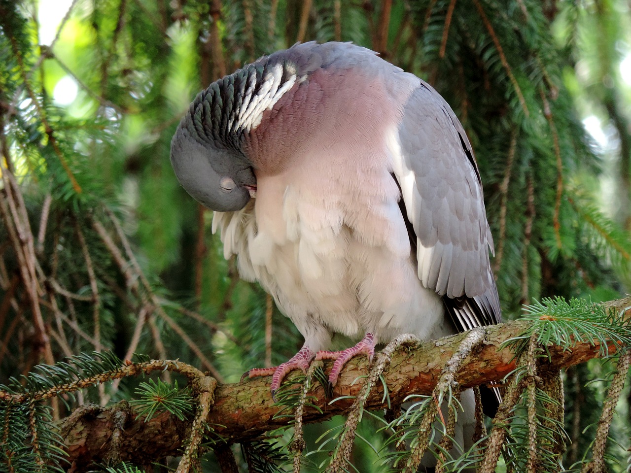 dove ringdove bird free photo