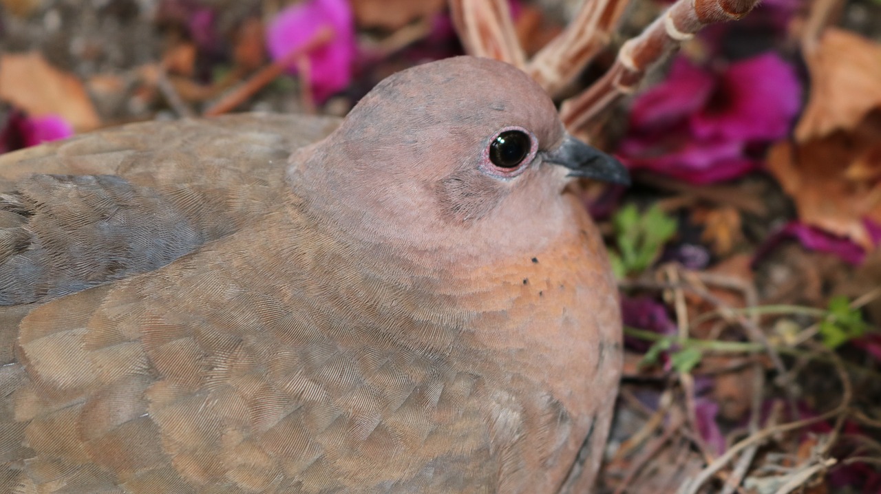 dove bird flowerpot free photo