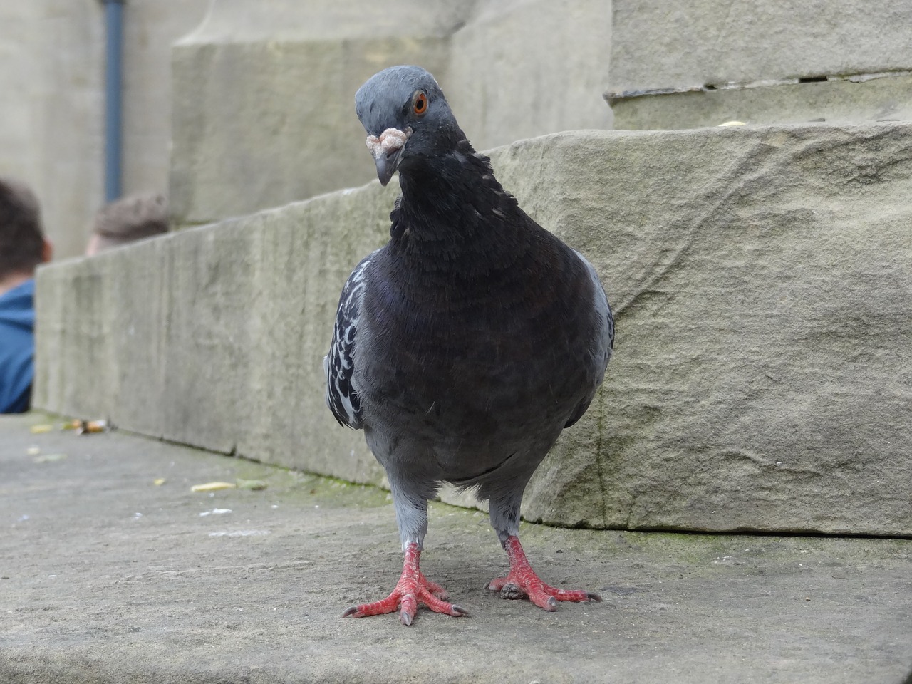 dove animal grey free photo