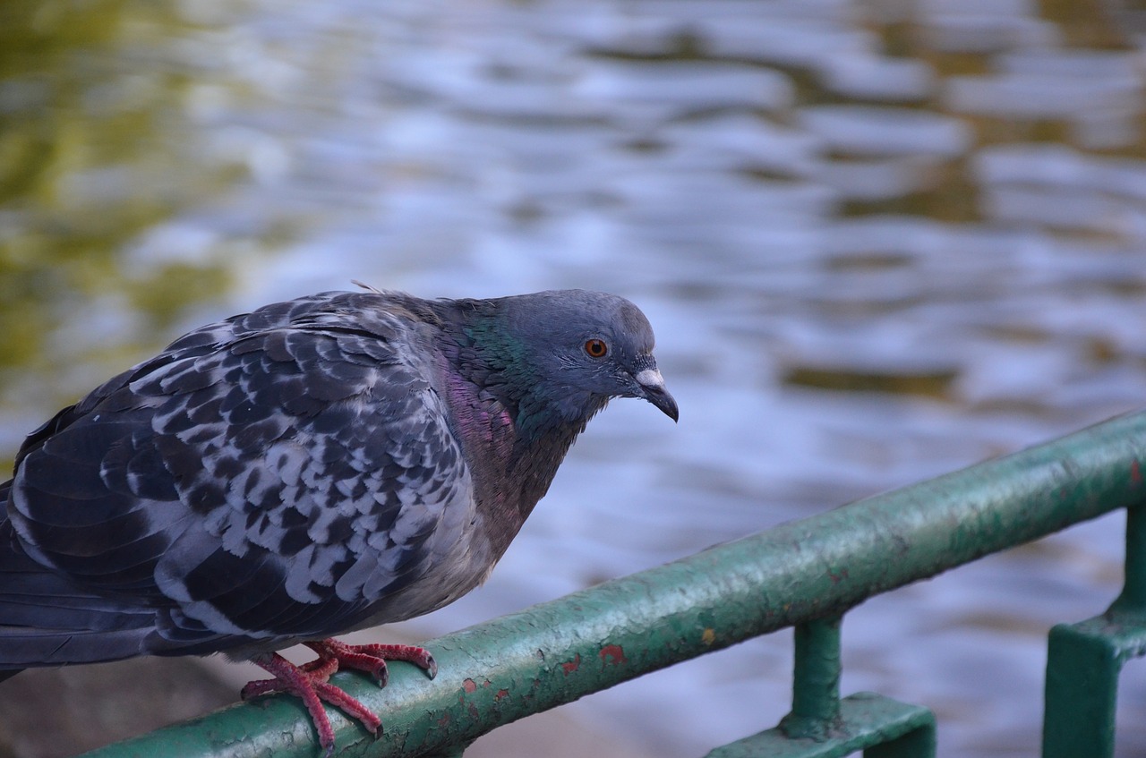 dove bird closeup free photo