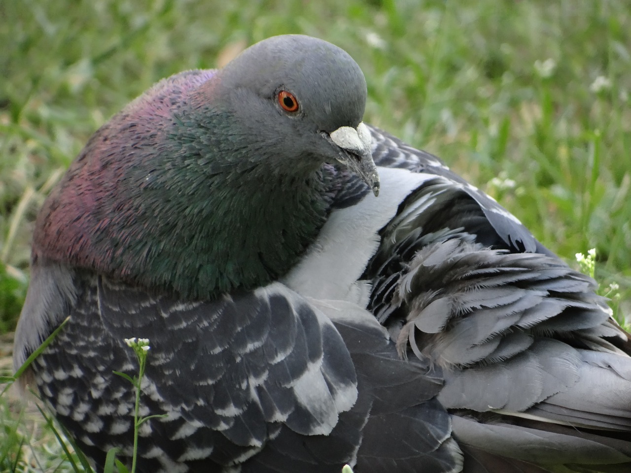 dove bird poland free photo