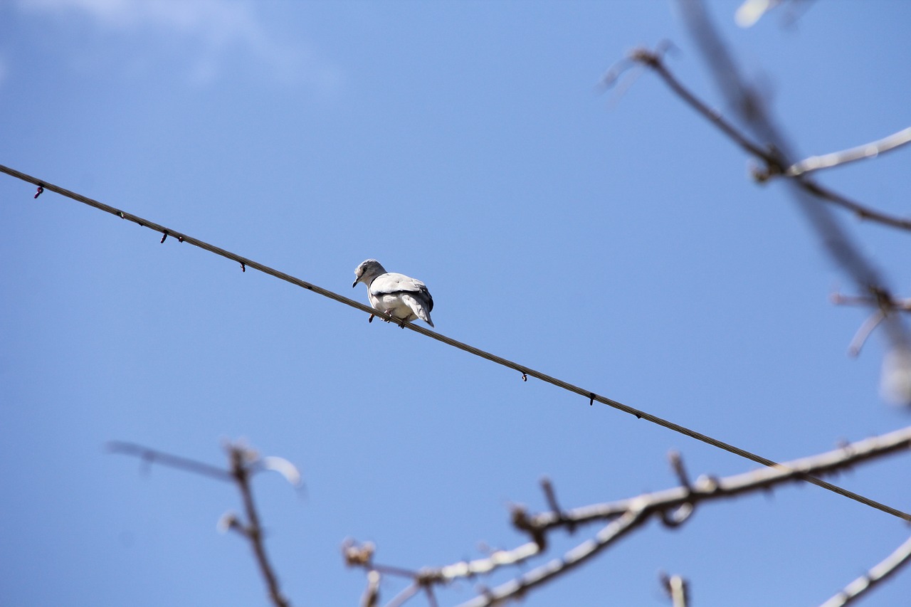 dove bird lines free photo