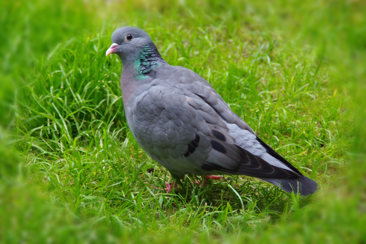 dove animal nature free photo