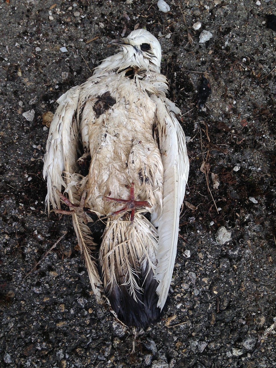 dove dead bird free photo