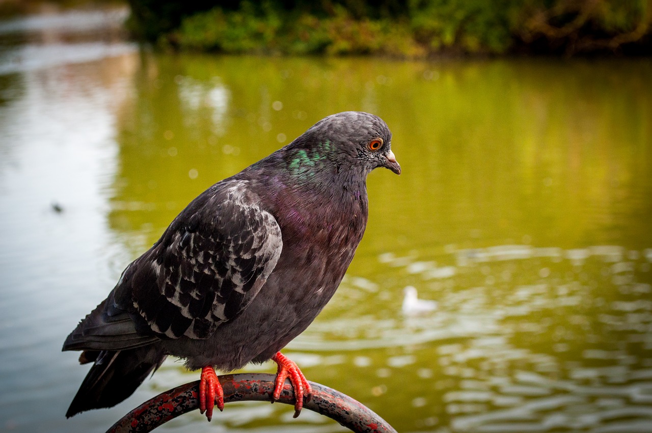 dove bird animals free photo