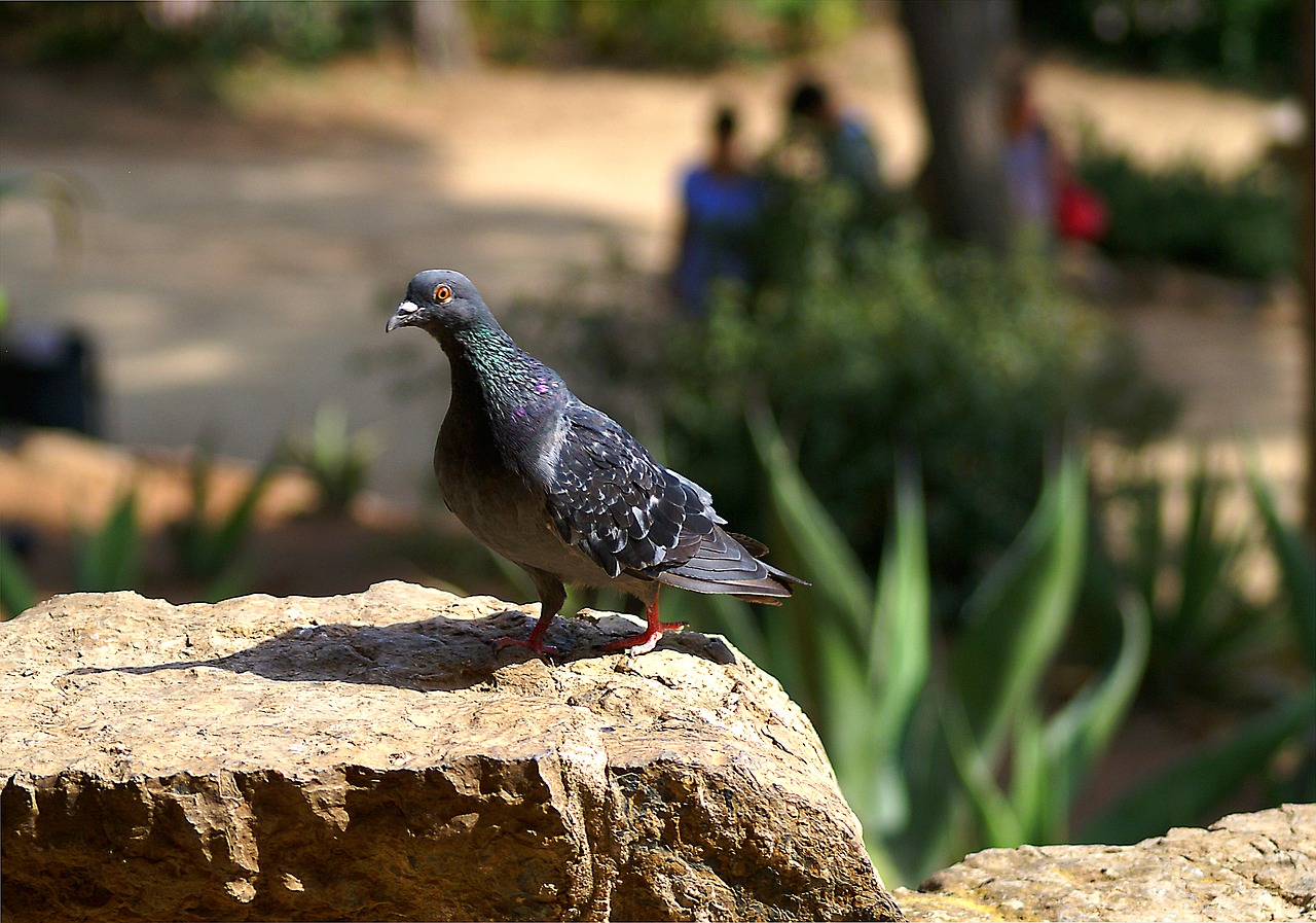 dove bird freedom free photo