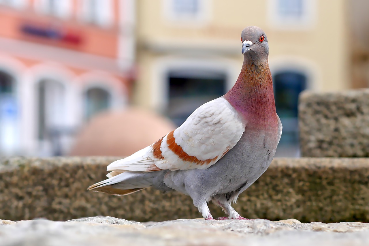 dove bird feather free photo