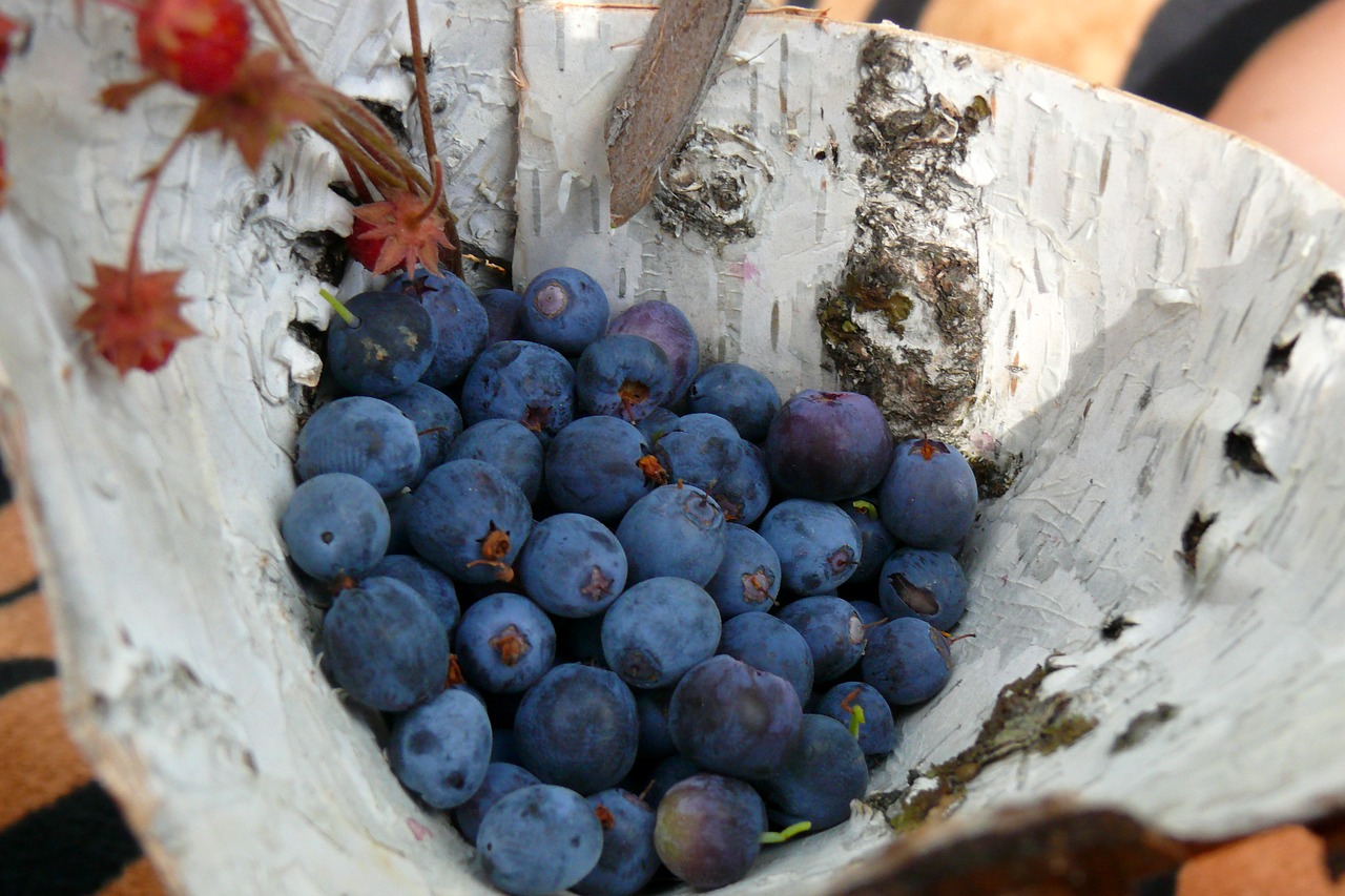 dove berry summer free photo