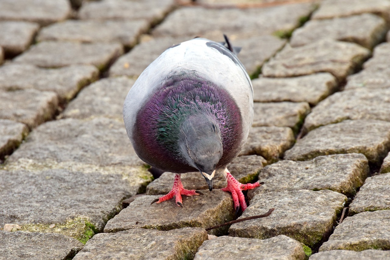 dove grey grey dove free photo