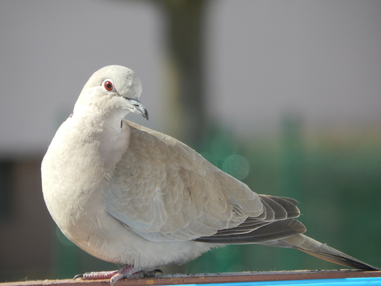 dove bird animals free photo