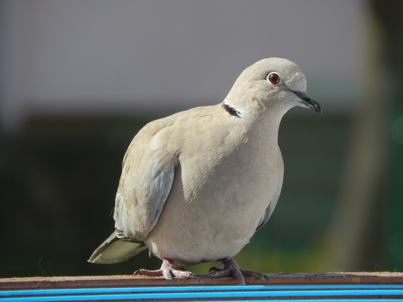 dove beak pen free photo