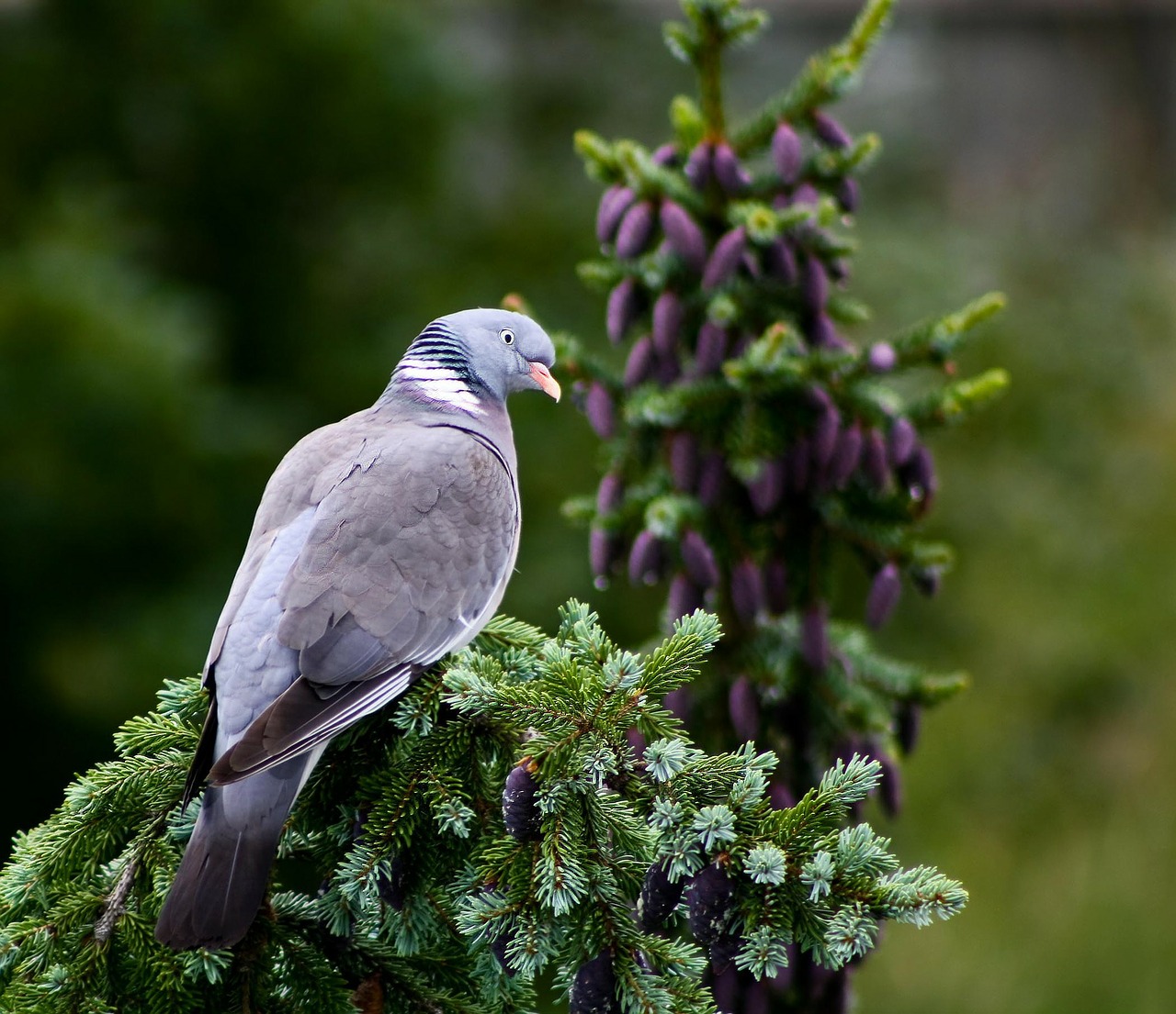 dove bird animal free photo