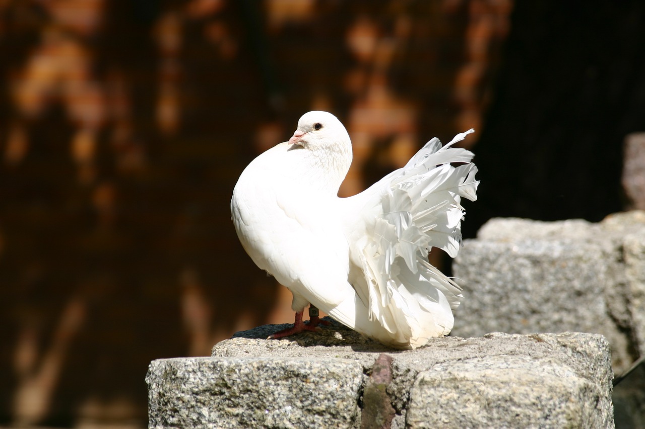 dove bird feather free photo