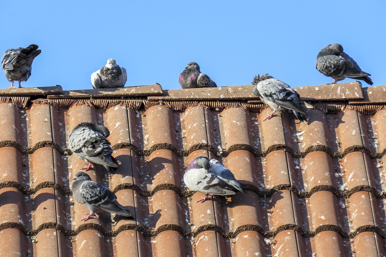 dove birds roof free photo