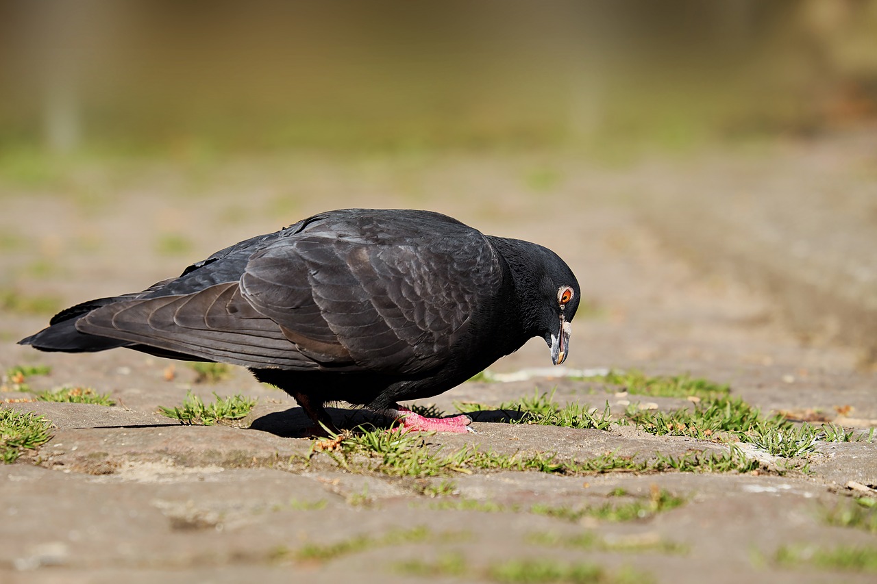 dove animal foraging free photo