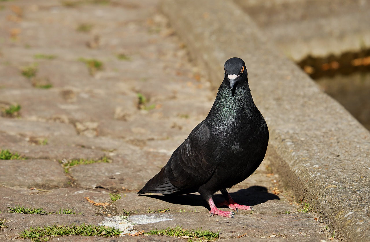 dove animal foraging free photo