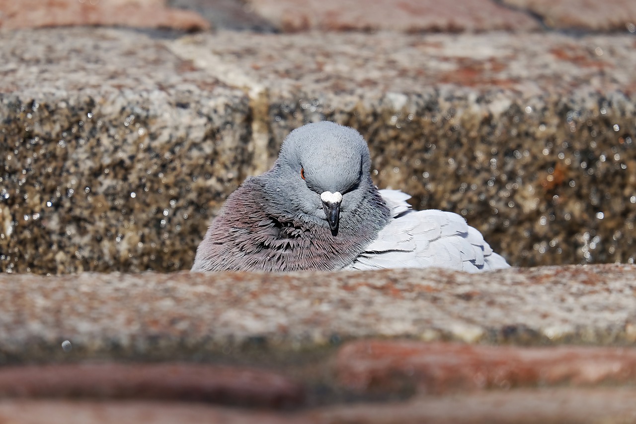 dove city pigeon animal free photo