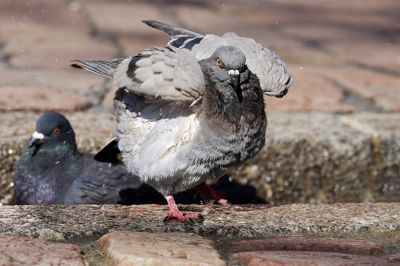 dove bird animal free photo