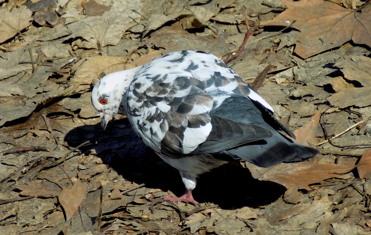 dove nature bird free photo