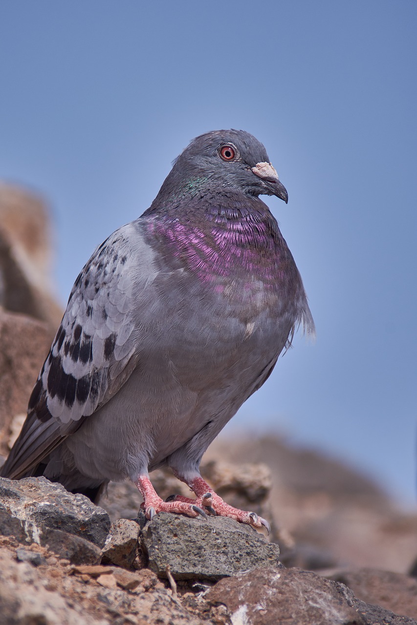 dove rock nature free photo