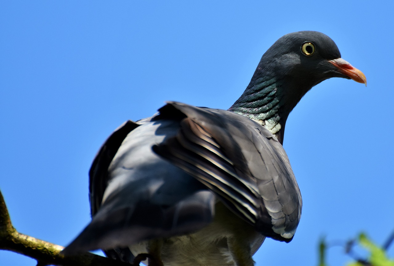 dove  ringdove  bird free photo