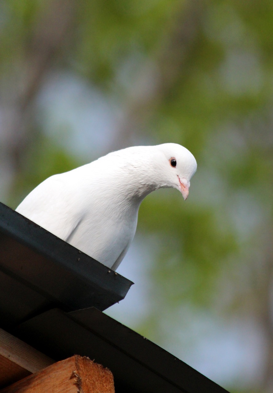 dove  bird  no one free photo