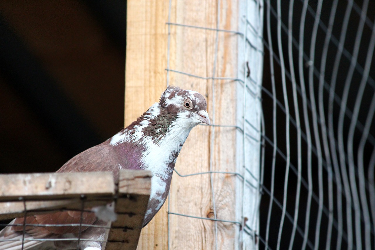 dove  feathered race  bird free photo