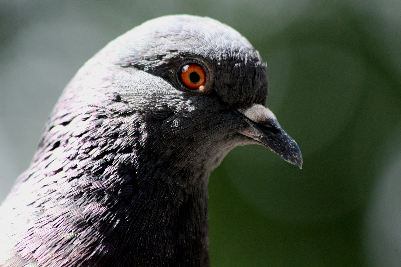 dove  bird  living nature free photo