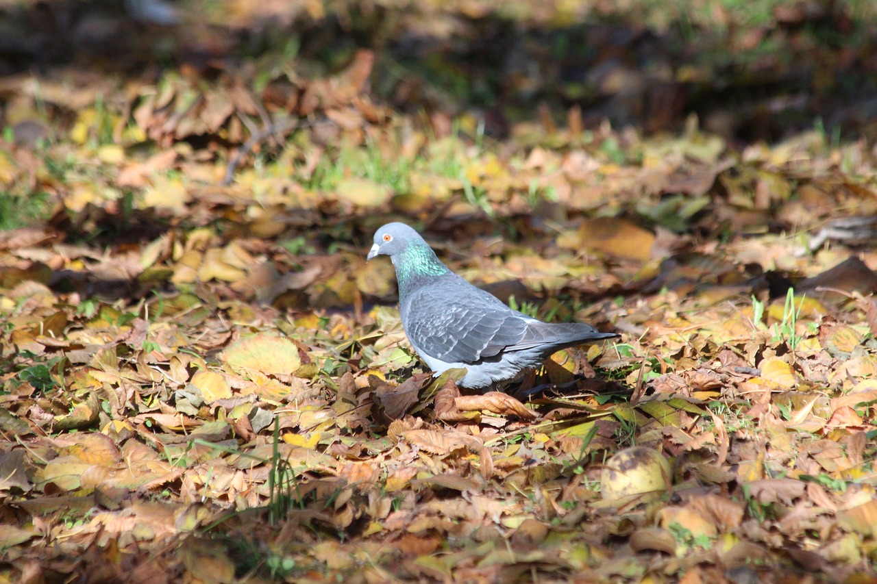 dove  nature  bird free photo