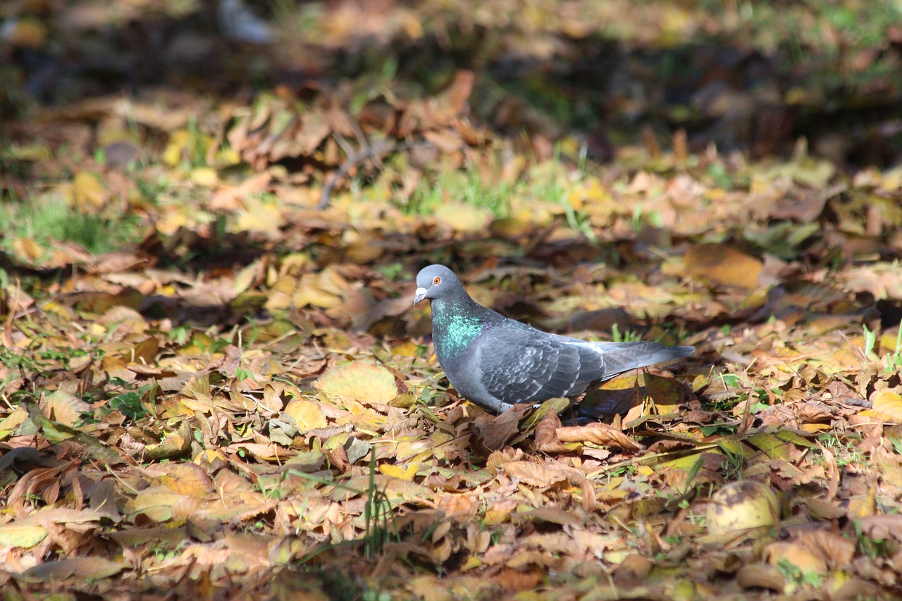 dove  nature  bird free photo