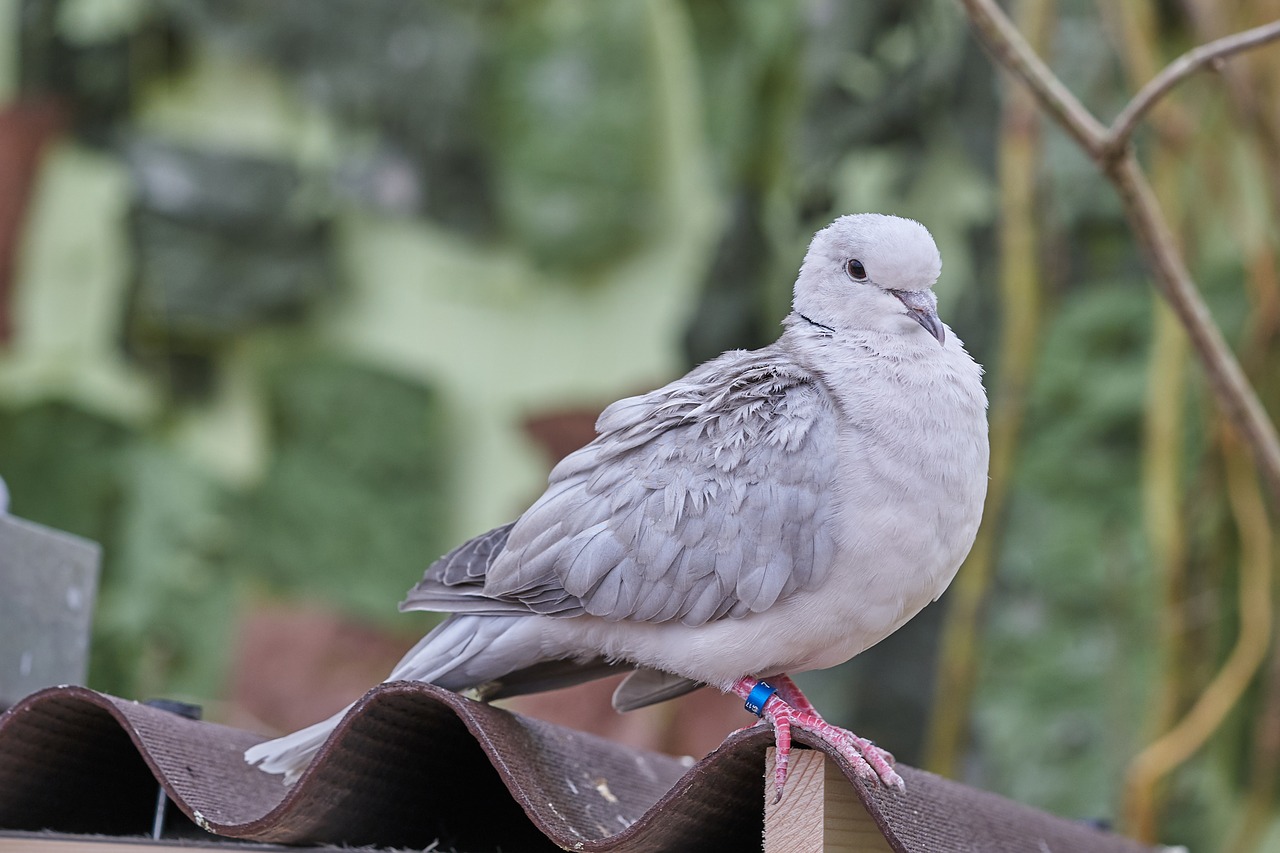 dove  bird  feather free photo