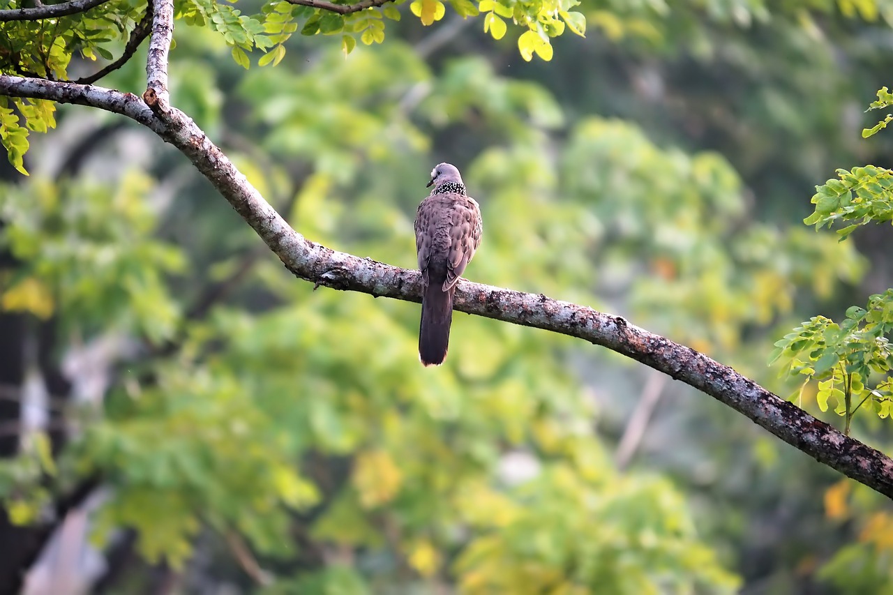 dove  bird  nature free photo