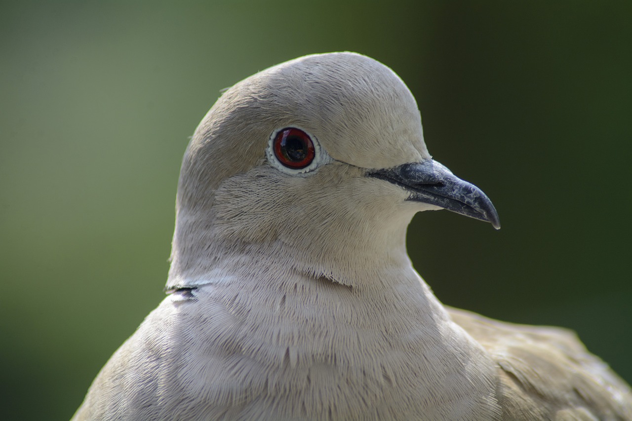 dove  collared  portrait free photo