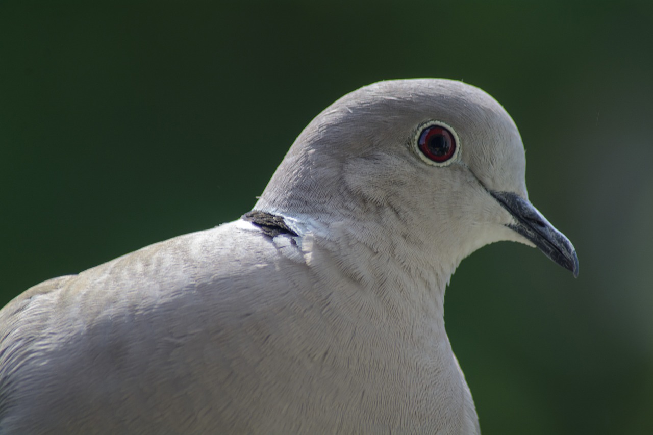 dove  collared  portrait free photo