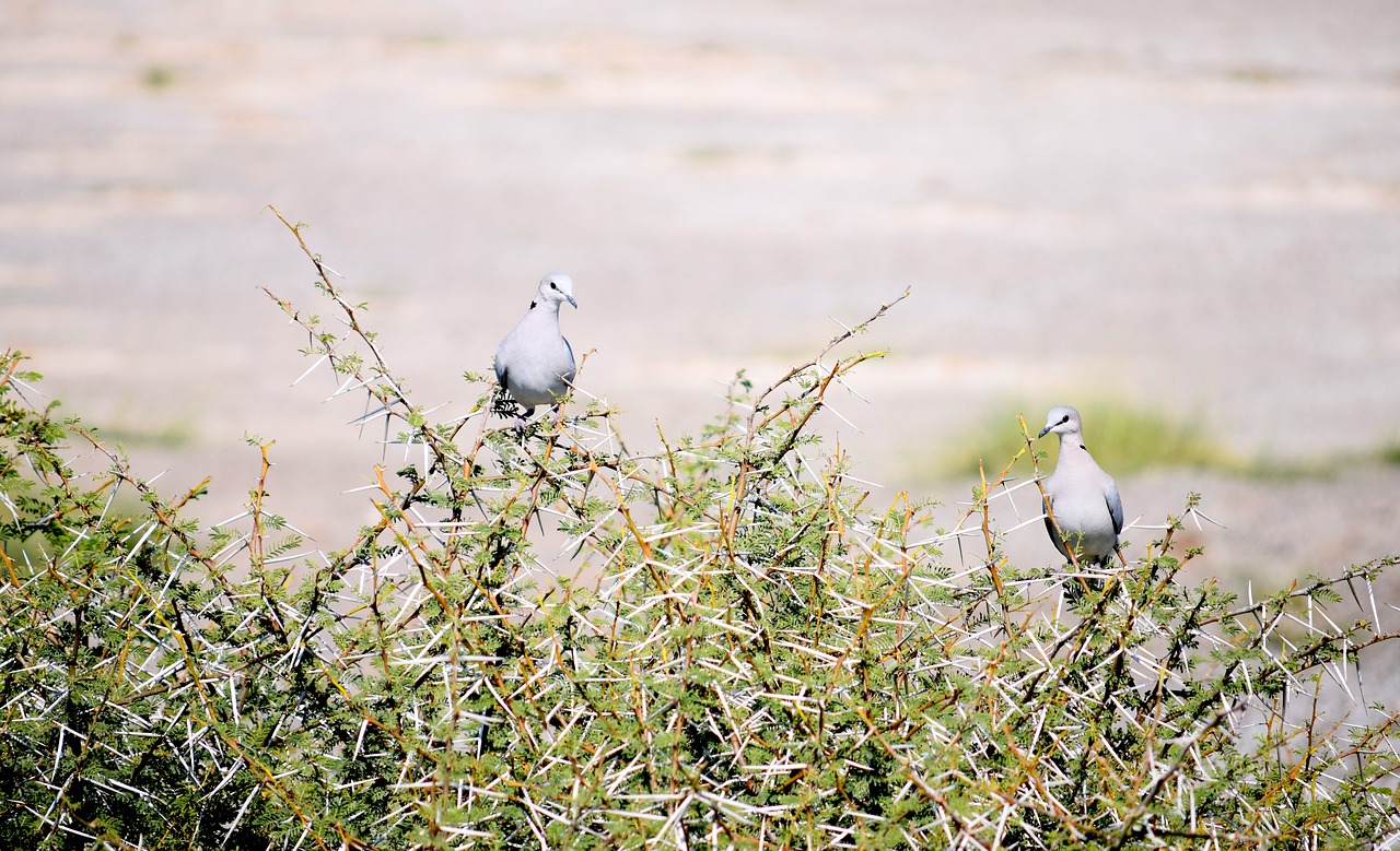 dove  thorn  tree free photo