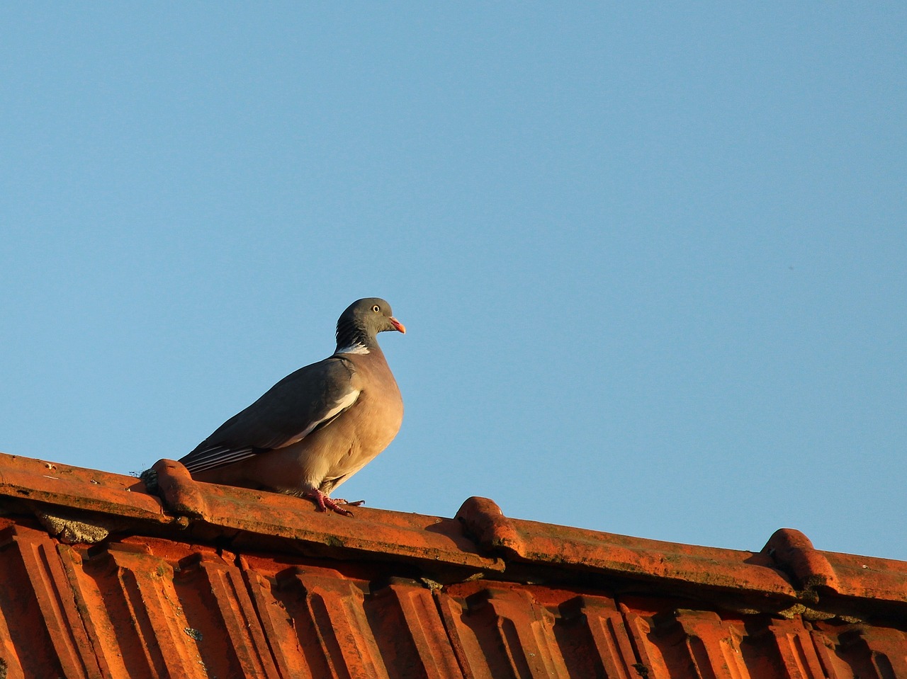 dove  roof  pigeon on the roof free photo