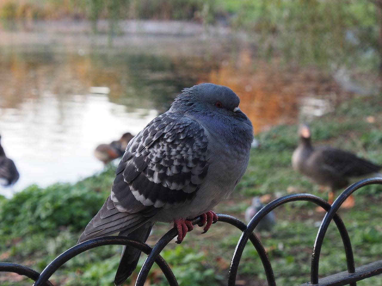 dove  sit  poultry free photo