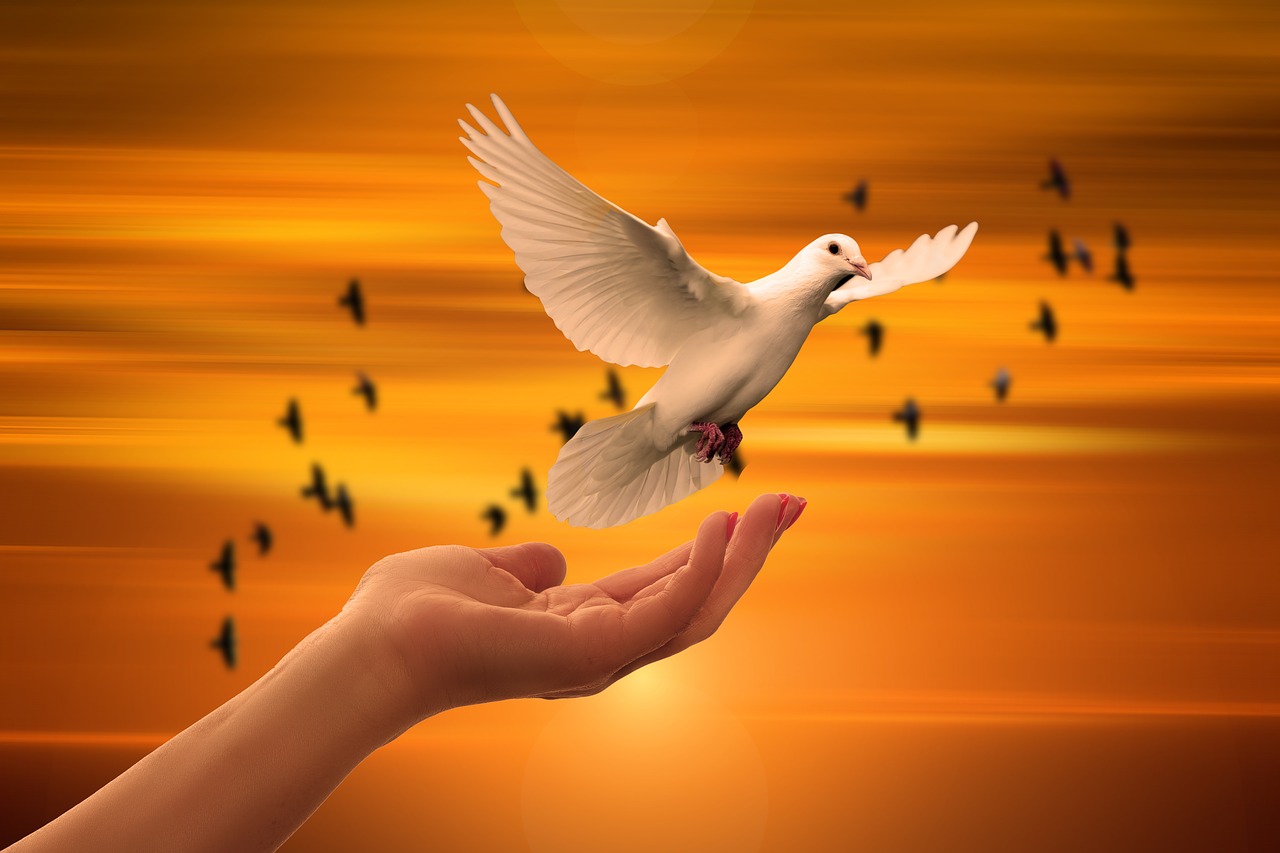 dove  hand  trust free photo