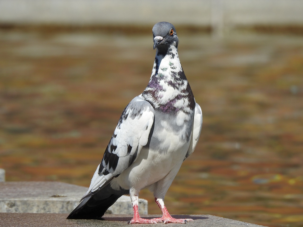 dove  bird  feather free photo