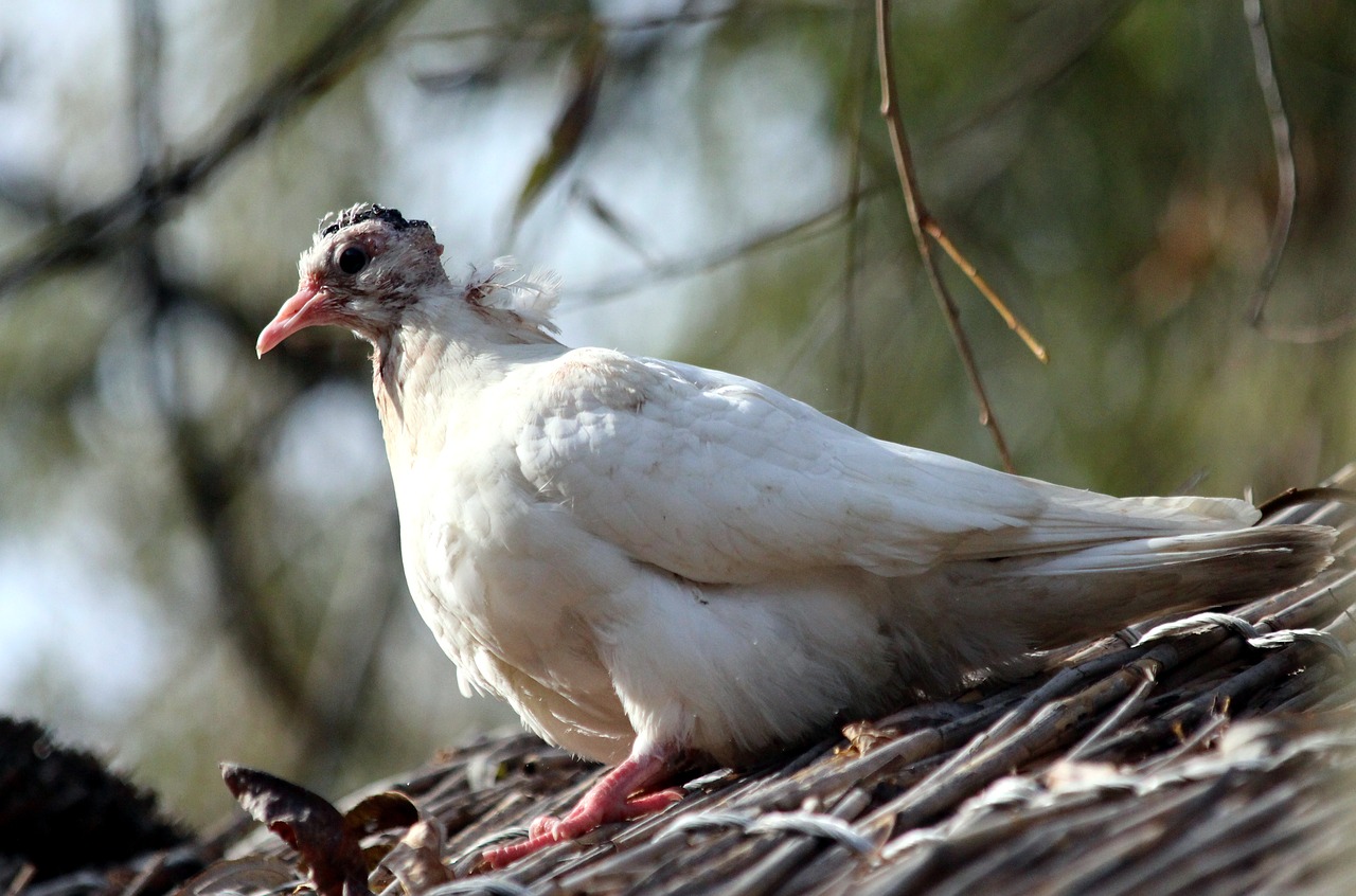 dove  chick  young free photo