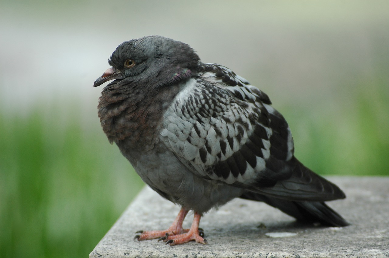 dove  bird  animals free photo