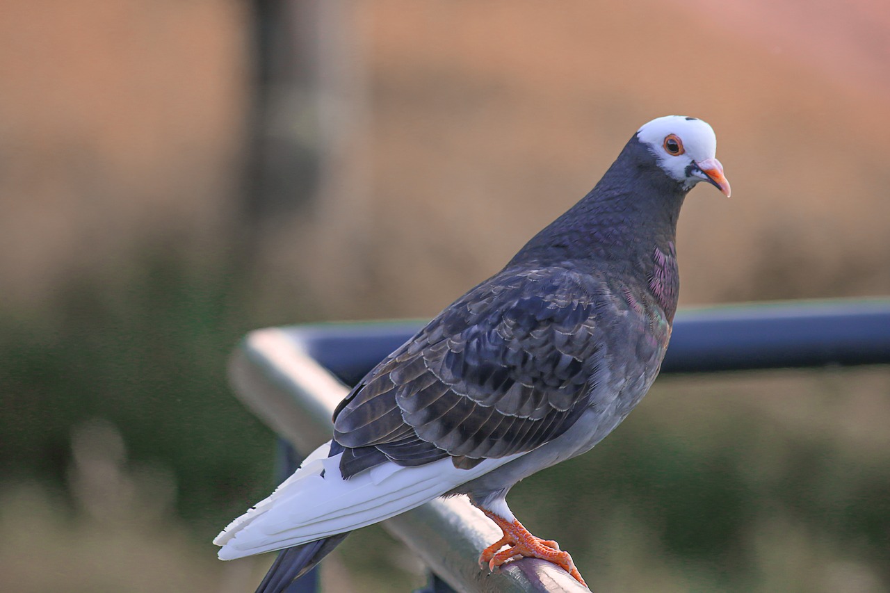 dove  bird  nature free photo