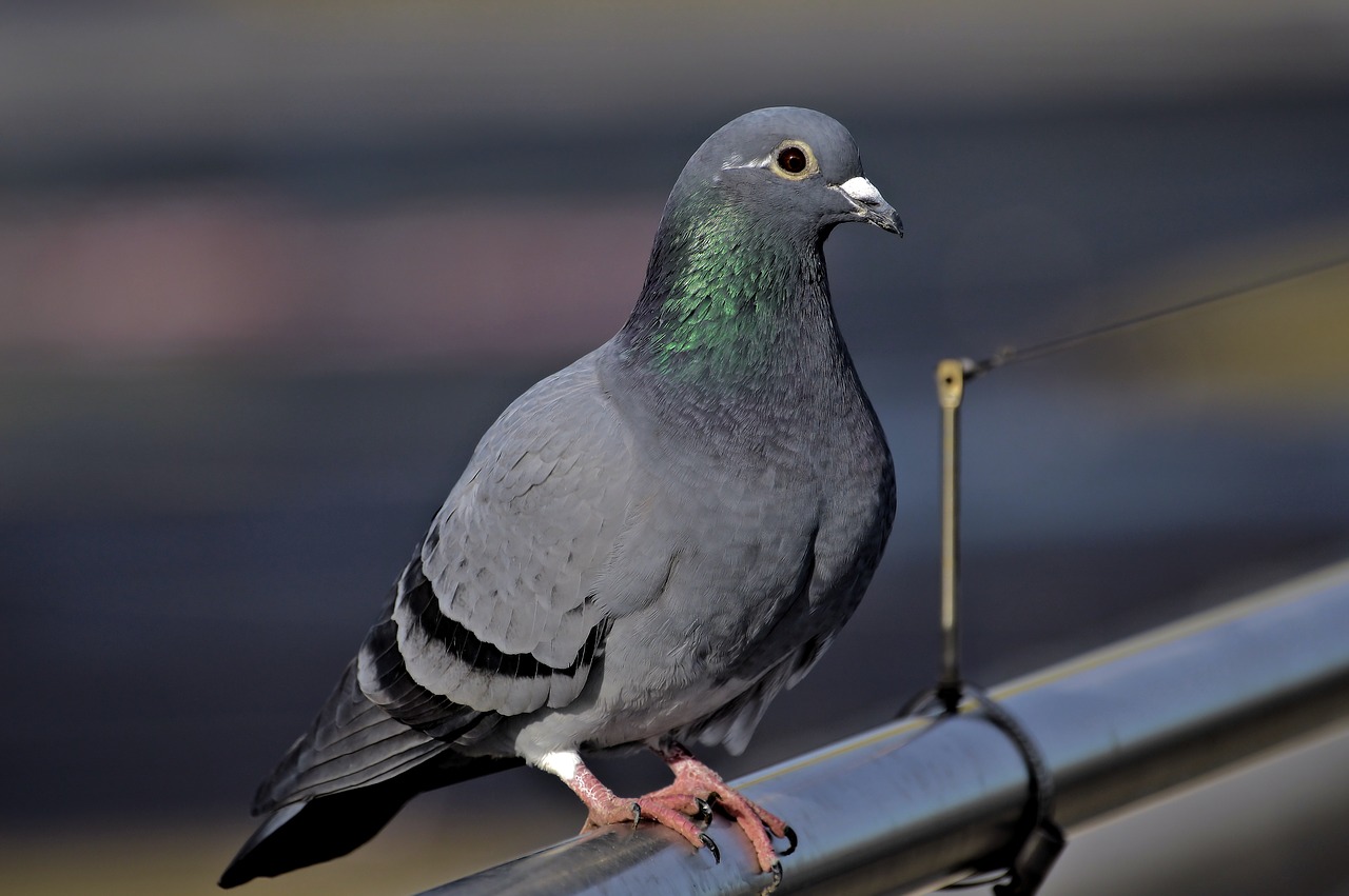 dove  bird  nature free photo