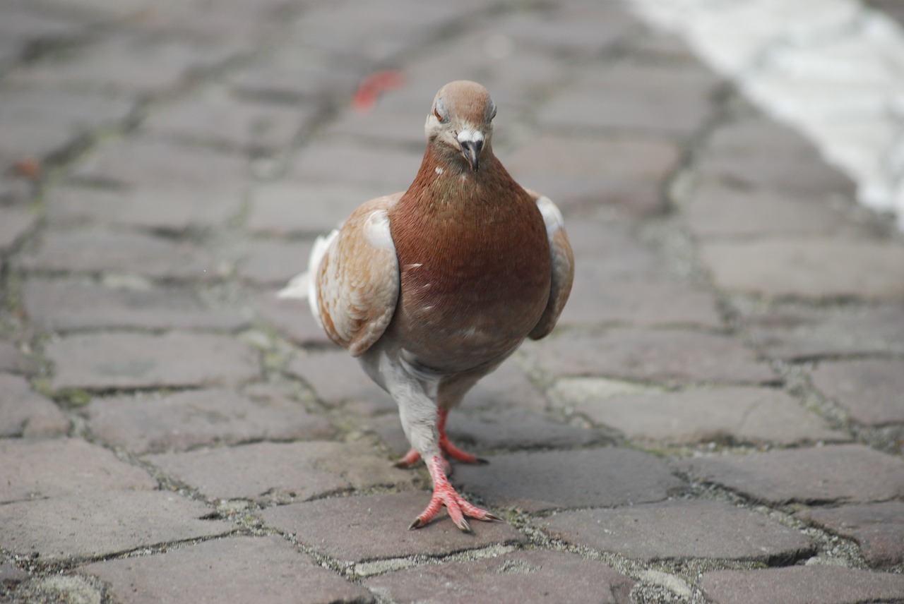 dove  bird  pavement free photo