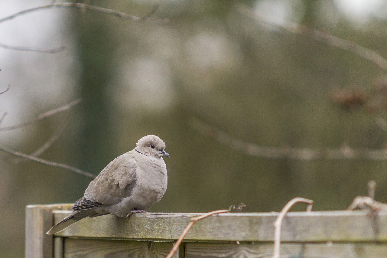 dove  bird  nature free photo