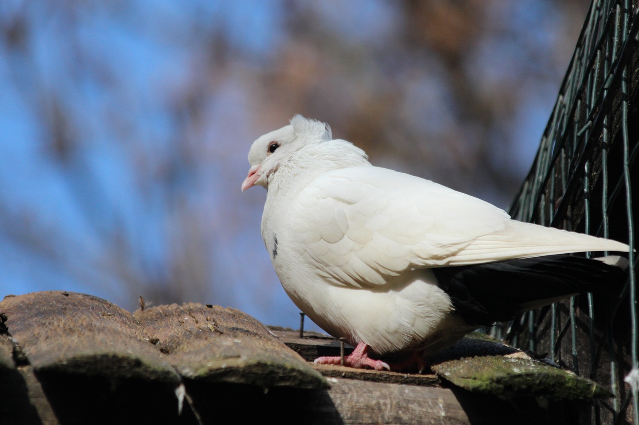 dove  white bird  nature free photo