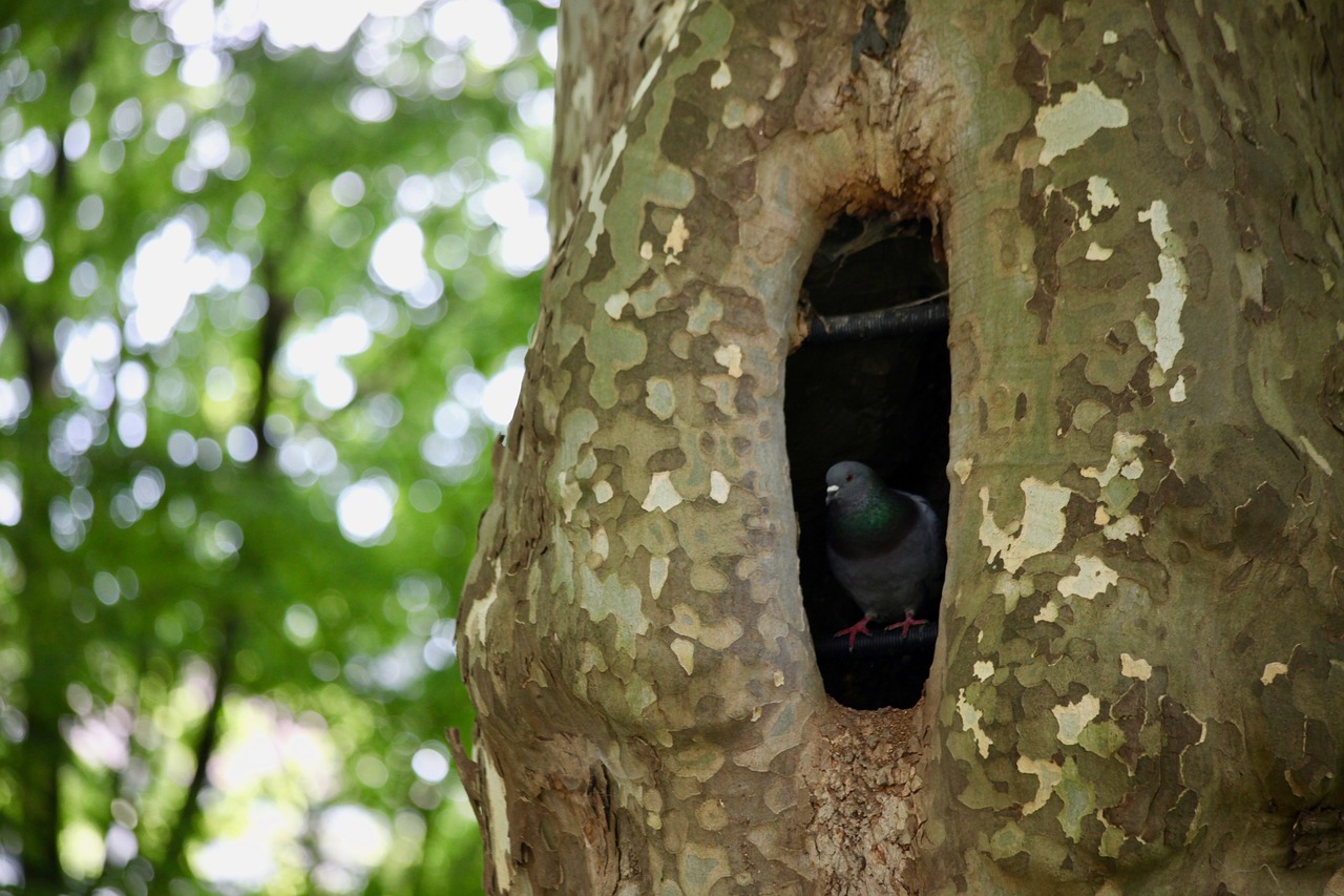 dove  cave  tree free photo